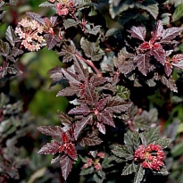 Пузыреплодник (Physocarpus) калинолист. Литтл Девил d10 h30