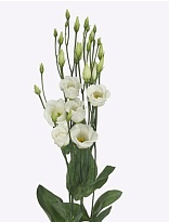 Эустома Floricola White 10шт