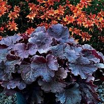 Гейхера (Heuchera) Нозерн Икспожэ Блэк d12 1шт