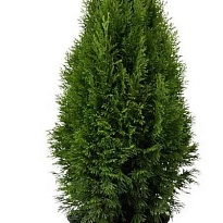 Туя (Thuja) западная Смарагд d9 h25-35 18шт