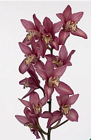 Орхидея Cymbidium Mini Ina *10 дл.60 1шт