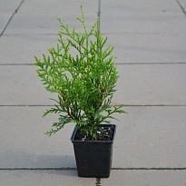 Туя (Thuja) западная Брабант (Н) d9 h60-70 18шт