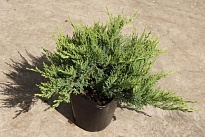 Можжевельник (Juniperus) казацкий Тамарисцифолия d9 h15-25 18шт