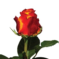 Роза Naranjo Roses Atomic дл.50 25шт