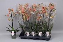 Орхидея Фален. Мультифлора Оранж 1 ст d12 h55 10шт