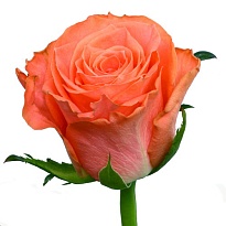 Роза Flor Hermosa Amsterdam дл.60 25шт