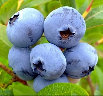 Голубика (Vaccinium) высокорослая Эрлиблю d9 h25 18шт