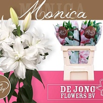 Лилия Dbl Roselily Monica 4/5+ 10шт