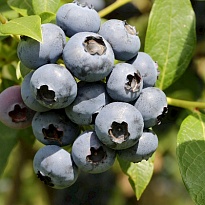 Голубика (Vaccinium) высокорослая Дюк d9 h30-40 18шт