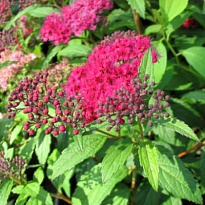 Спирея (Spiraea) японская Дартс Ред d9 h15 18шт