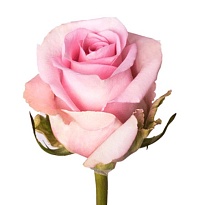 Роза Naranjo Roses Jessika дл.60 25шт