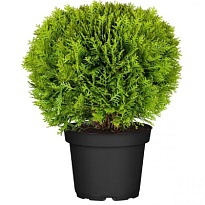 Туя (Thuja) западная Даника d9 h15-25 18шт