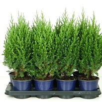 Можжевельник (Juniperus) китайский Стрикта (KV) d13 h55-60 8шт