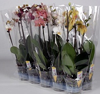 Орхидея Фален. микс 1 ст d12 h65 10шт