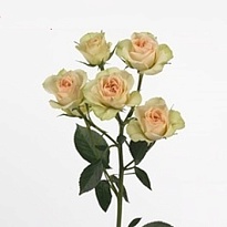 Роза кустова Sweet Chablis дл.50 10шт