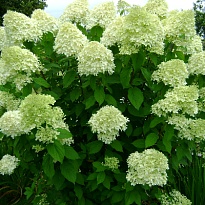 Гортензия (Hydrangea) метельчатая Лаймлайт d9 h30 18шт