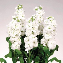 Маттиола Endles Spring Farms White дл.70 10шт