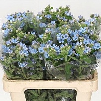 Оксипеталум Coeruleum  Blue 10шт