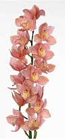 Орхидея Cymbidium Large Salm Delight *6 дл.80 1шт