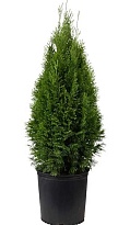 Туя (Thuja) западная Смарагд d9 h25-35 18шт