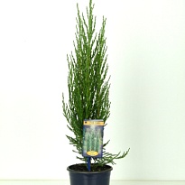 Можжевельник (Juniperus) скальный Блю Эрроу (KV) d15 h55-65 6шт