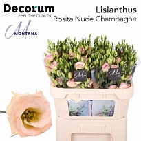 Эустома Rosita Champagne 10шт