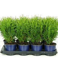 Туя (Thuja) западная Тини Тим (KV) d13 h25-30 8шт