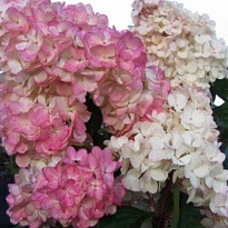 Гортензия (Hydrangea) паник. Пинк Леди 3л h30-40 1шт