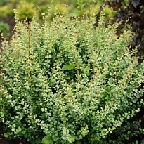 Барбарис (Berberis) тунб. Сильвер Бьюти 2л h25-35 18шт