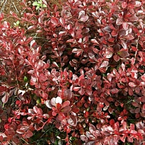 Барбарис (Berberis) тунб. Кармен d9 h25-30 18шт