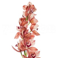 Орхидея Cymbidium Princess Fredericka*12 дл.50 1шт