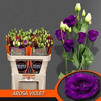 Эустома Arosa Violet 10шт