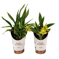 Орхидея Каттлея Персивалиана d9 h15 12шт