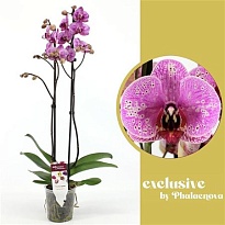 Орхидея Фален. Роксана 2ст d12 h60 10шт