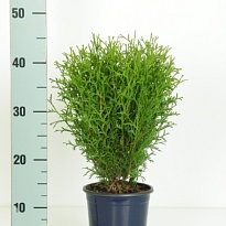 Туя (Thuja) западная Тини Тим (KV) d15 h35-40 6шт