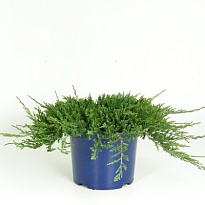 Можжевельник (Juniperus) горизонт. Вилтони (KV) d23 h35-40 1шт