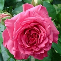 Роза Imperial Rose (B.Topalovic) Джулбер Сикер плет. (ЗКС) 2л 1шт