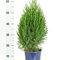 Можжевельник (Juniperus) китайский Стрикта (KV) d17 h65-70 6шт