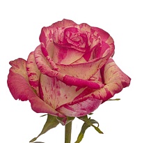 Роза Naranjo Roses Magic Times дл.50 25шт