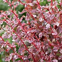 Барбарис (Berberis) тунб. Фламинго d9 h25-35 18шт