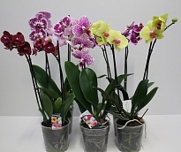 Орхидея Фален. микс 1 ст d9 h35 12шт