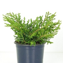 Можжевельник (Juniperus) обыкн. Репанда (KV) d23 h50-80 6шт