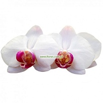 орхидея Phalaenopsis Red Lips 25шт 