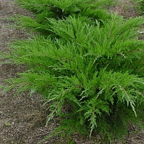 Можжевельник (Juniperus) средний Минт Джулеп (KV) d15 h25-30 6шт