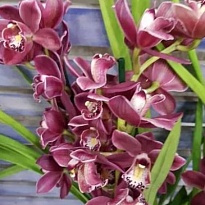 Орхидея Cymbidium Large Cocktail *6 дл.80 1шт