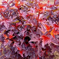 Пузыреплодник (Physocarpus) калинолист. Литтл Энджел d14 h20-30 1шт