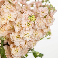 Маттиола Ajflowers Peach дл.70 10шт