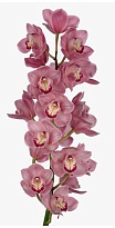 Орхидея Cymbidium Large Kiwi Sue*6 дл.80 1шт