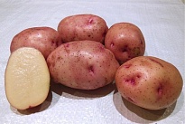 Картофель Жуковский ранний/элита 2 кг в сетке