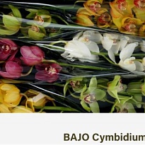 орхидея Cymbidium Mix дл.70 1шт